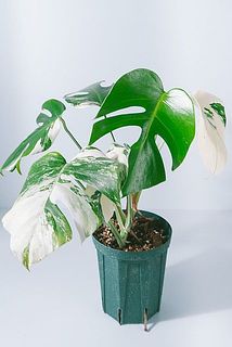 斑入りモンステラ「ホワイトタイガー」