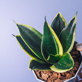 葉っぱには傷がついていることも。植物の特性のため、個性としてお楽しみください。