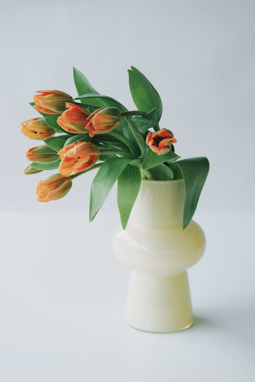 【産直】チューリップ「ディズニーランドパリ」