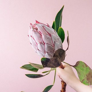 ふっくらとした蕾のものもございますが、水の入った花瓶に入れて様子をみてください。