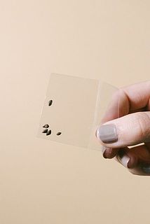 赤松の種