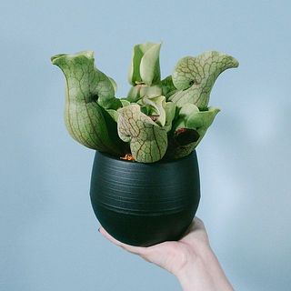 サラセニア