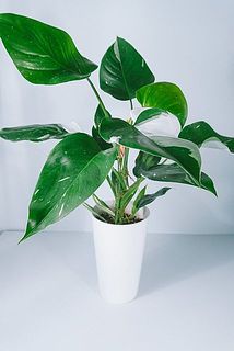 マーブル模様が美しい。