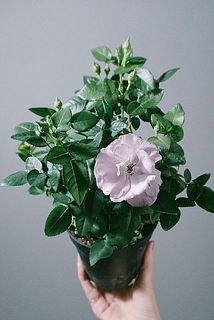 咲いたお花は配送中に散ってしまいます。摘んでいただき、蕾に水が届くようにしましょう。
