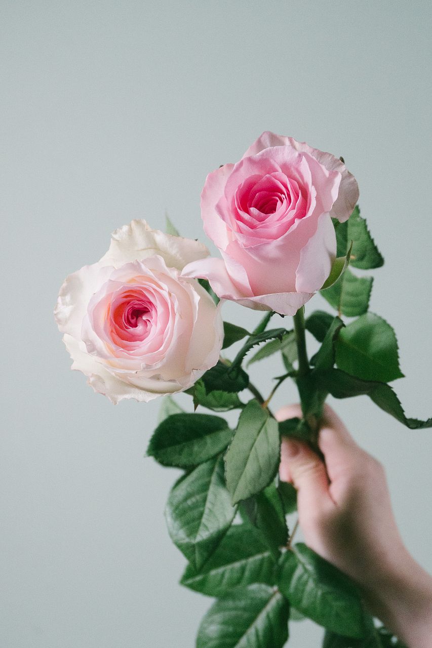 Blushing Pink Bouquet