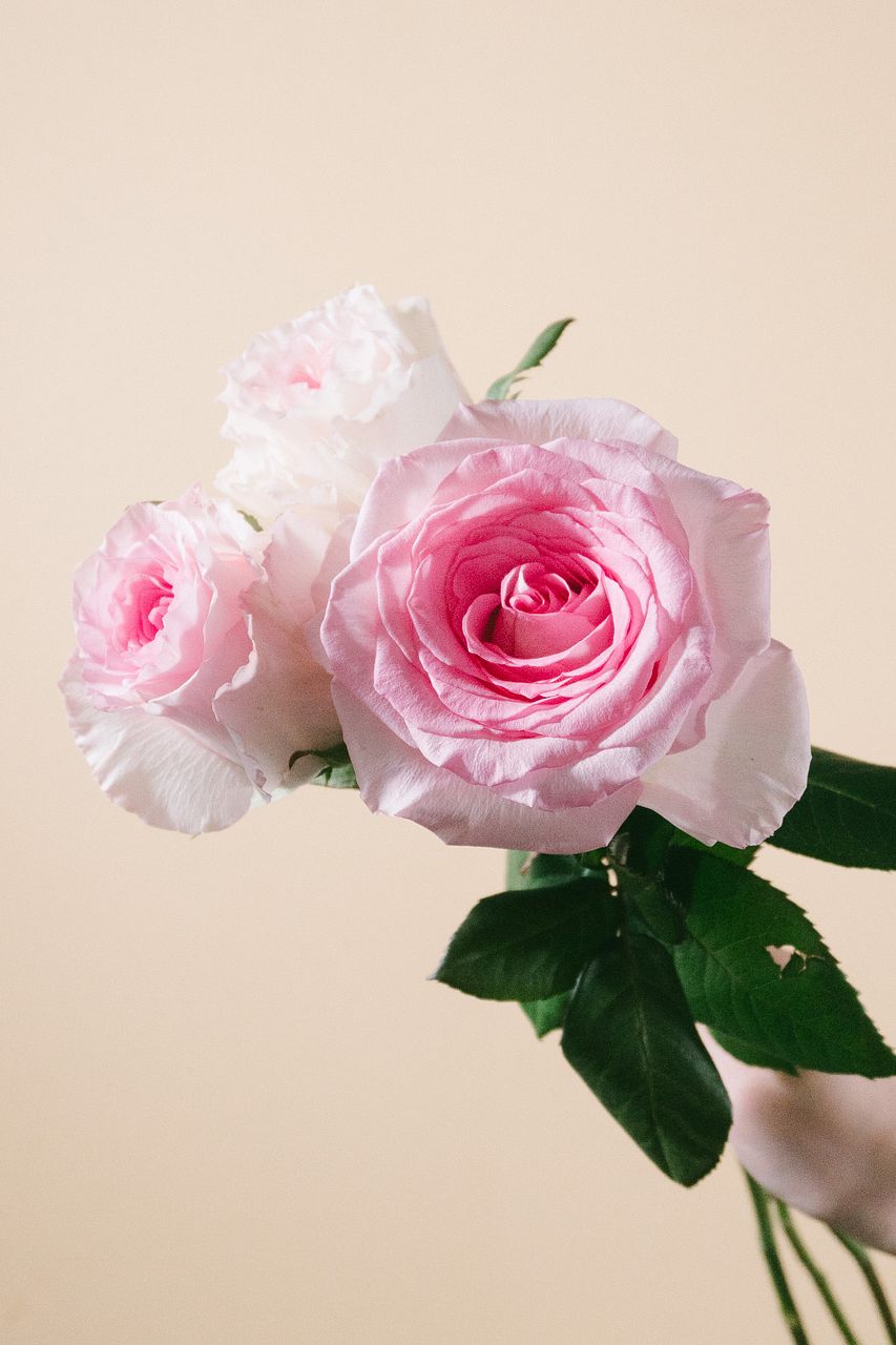 春色コレクション・・シリーズです♪ピンク珊瑚とシックな薔薇