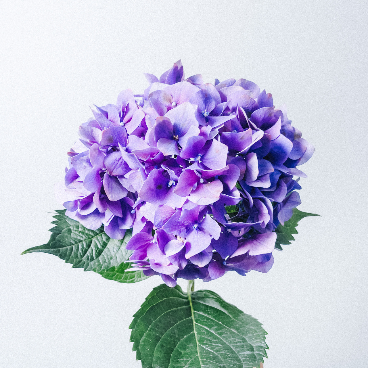 アメリカンフラワー・紫陽花のアレンジとジャーマンアイリス アメリカンフラワー・紫陽花のアレンジとジャーマンアイリス