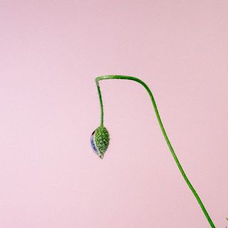 ポピーは俯きがち。紙に巻いて水揚げを行ってみて。