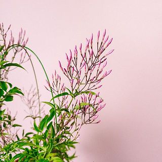 これから花が咲き、甘い香りがします😍※画像の仕立てとは異なります