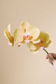 個体によっては黄色味の強いものがございます。ご了承ください。