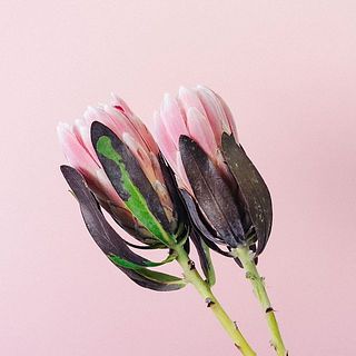 入荷の際、葉が茶色くなっていることがございます。品質には問題ございませんが、気になる場合は優しく取り除いてあげましょう。
