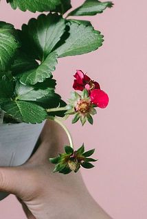 花びらが散っている場合がございますが、品質には問題ございません。