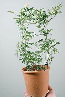 開花具合には個体差があります。