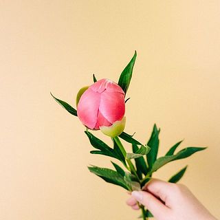 ※つぼみの状態でお届けしていますが、配送中に開花する可能性もあります。