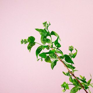 シーズン初旬のため開花しない個体もあるかもしれません。ご了承の上お買い求めください。