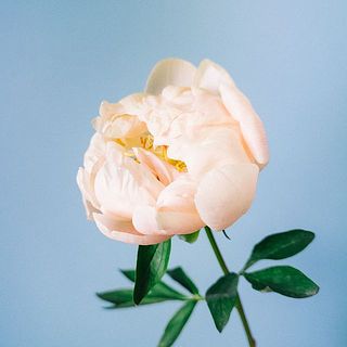開花すると赤ちゃんのほっぺのような淡色に👶※色には個体差があります