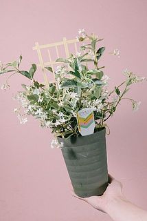 形、花付きには個体差があります。