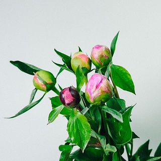 お届け例（芍薬の内容は毎回異なります）