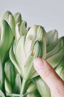 生育途中の影響で、外側の花びらには傷がついていることがあります。