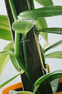 植物を支えるため、支柱にやさしく固定しています。