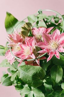 咲き方や花のつき方には個体差がございます