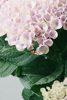 一部、花びらに傷や変色がある場合がございます。