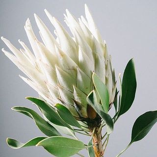 一部茶色になっている部分があります。
