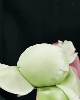 開花させるため、外側のガクや花びらは思い切ってめくってあげてください。
