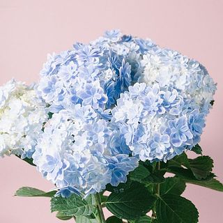 思わず見惚れる色合い💎