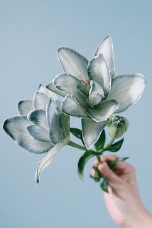 染まり具合には個体差がございます。
