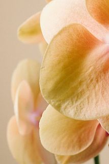 一部花びらに傷があるものがございます。ご了承ください。
