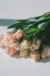 産直】清都農園のセピアチューリップ