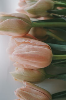 チューリップ 銚子ビールオリジナルチューリップグラス – 銚子ビール Choshi Cheers