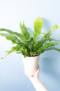 クロコダイルファーン