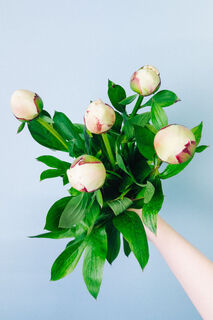 純白の芍薬「ラテンドール」