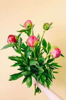 おまかせ芍薬