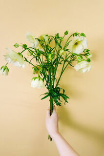 ラナンキュラス「グレーシス」