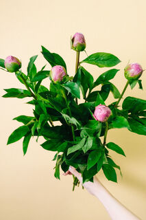芍薬「春の粧」