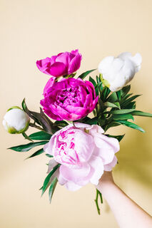 香りを楽しむ芍薬