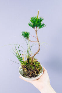 松の苔玉