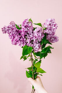 212 フランス産 ライラック カルベティエム♪ 212 フランス産