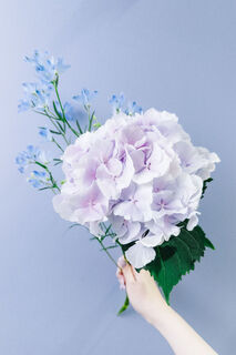アキバナーセリーの紫陽花とデルフィニウム