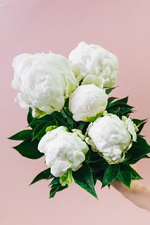 芍薬「白雪姫」