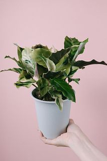 カラテア「タイビューティー」