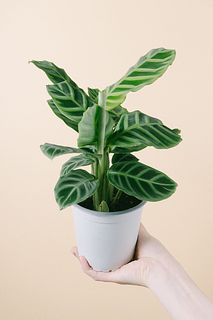 カラテア「セブリナ」