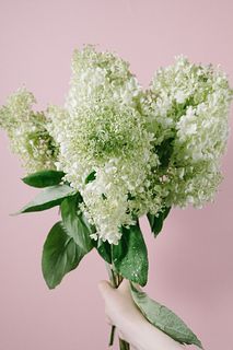 ピラミッド紫陽花