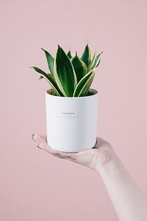 サンスベリア「ハニーバニー」