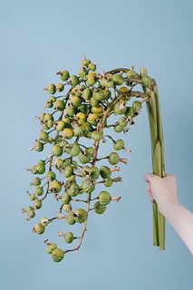 奄美産福岡育ち♡月桃の花　期間限定　 ★フレッシュの開花寸前の物をお届け★ 月桃の実