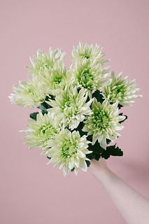 ライムグリーンのマム（10本入り）