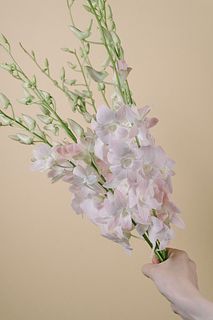デンファレ「イチゴダイフク」（10本入り）